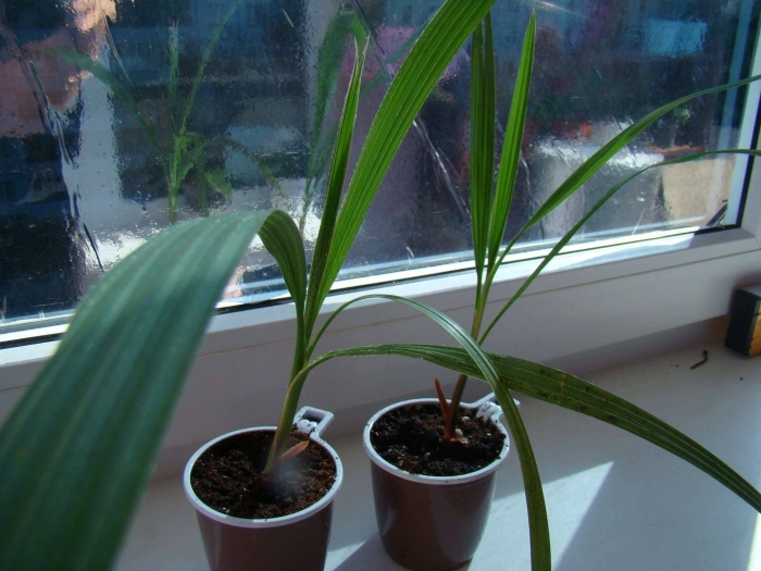 Финиковая пальма росток