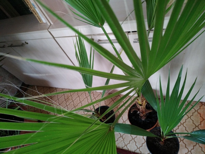 Пальма вашингтония нитчатая