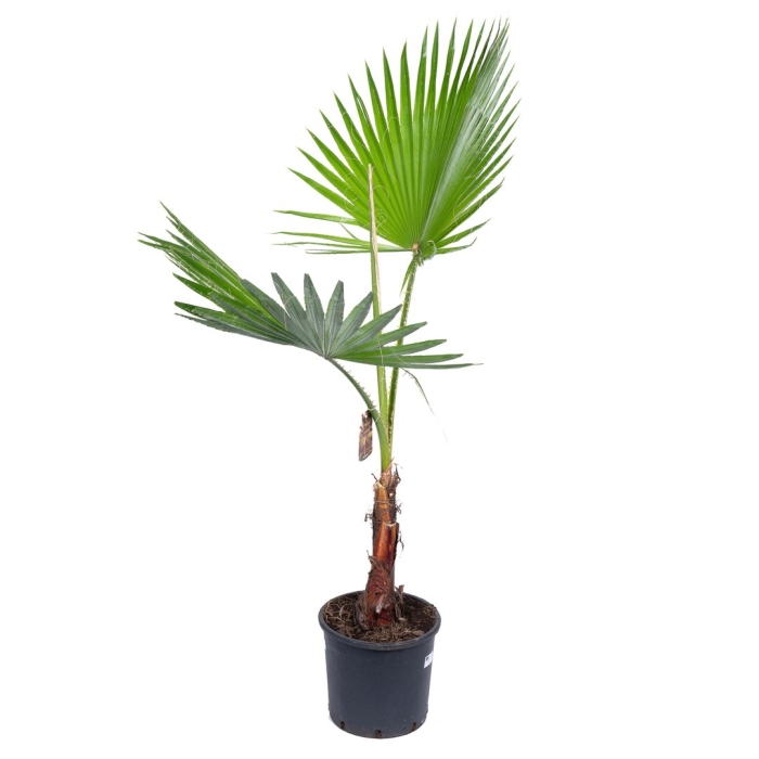 Вашингтония пальма