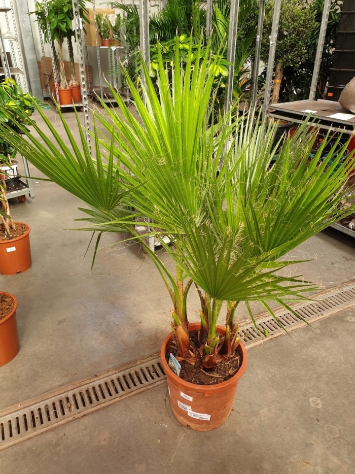 Пальма вашингтония