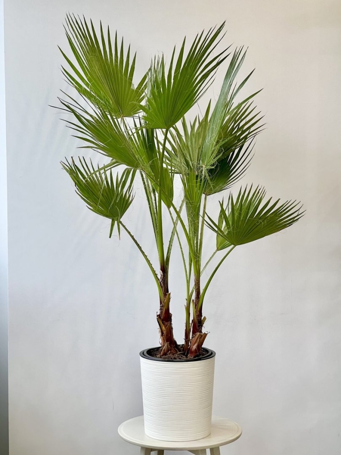 Пальма вашингтония нитчатая