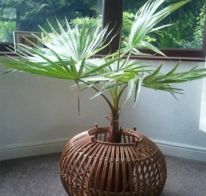 Пальма ливистона