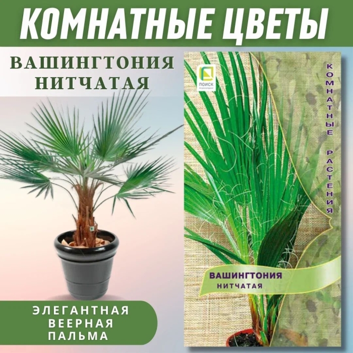 Пальма вашингтония нитчатая