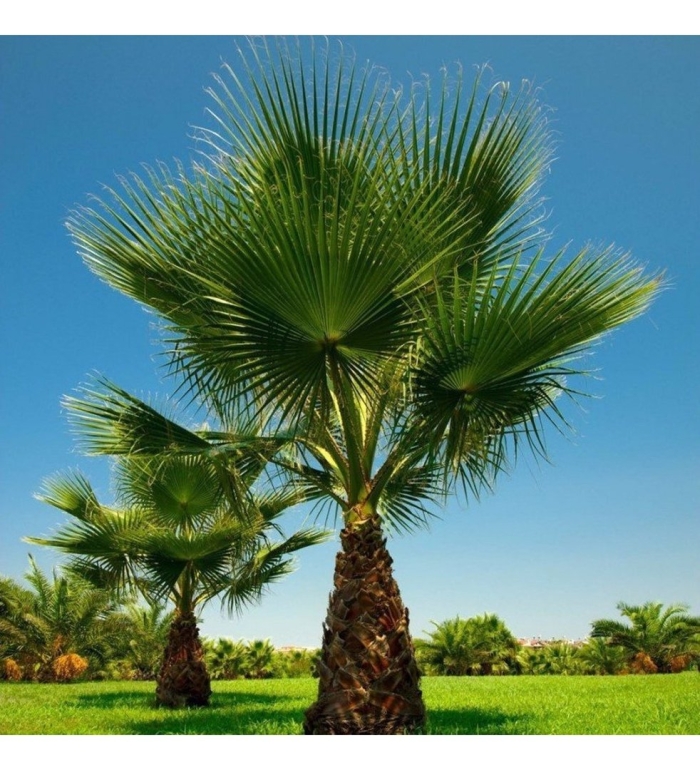 Вашингтония санта барбара