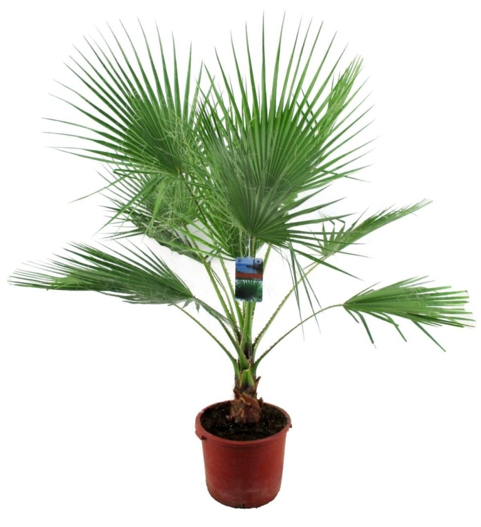 Пальма вашингтония нитеносная