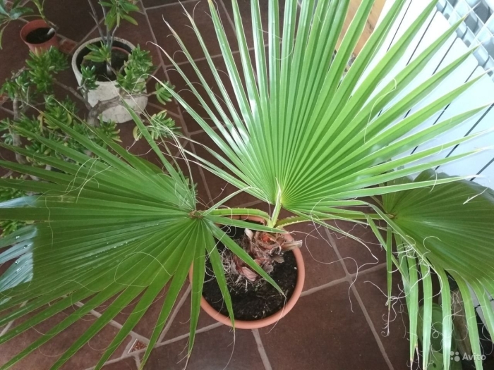 Вашингтония нитчатая