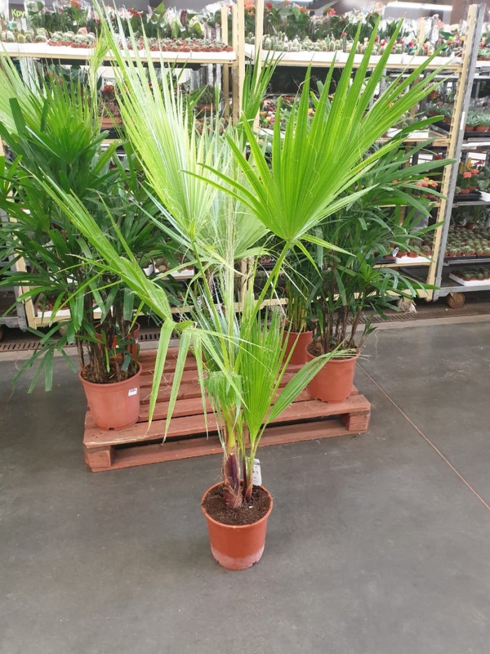 Пальма вашингтония