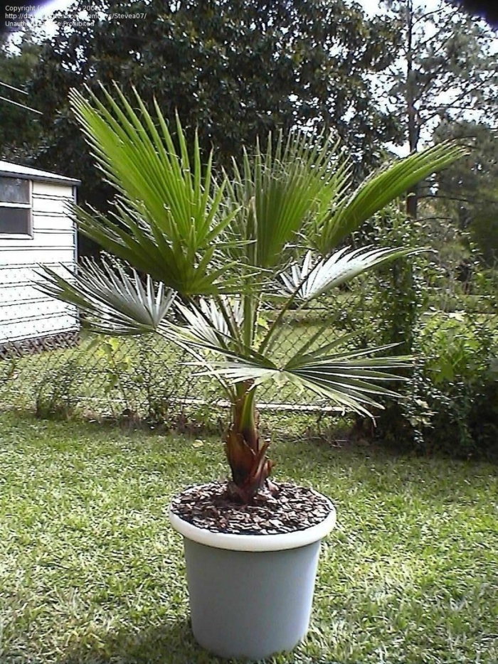 Пальма вашингтония адлер