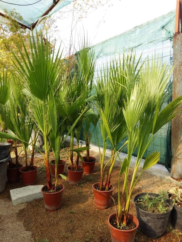 Вашингтония нитчатая