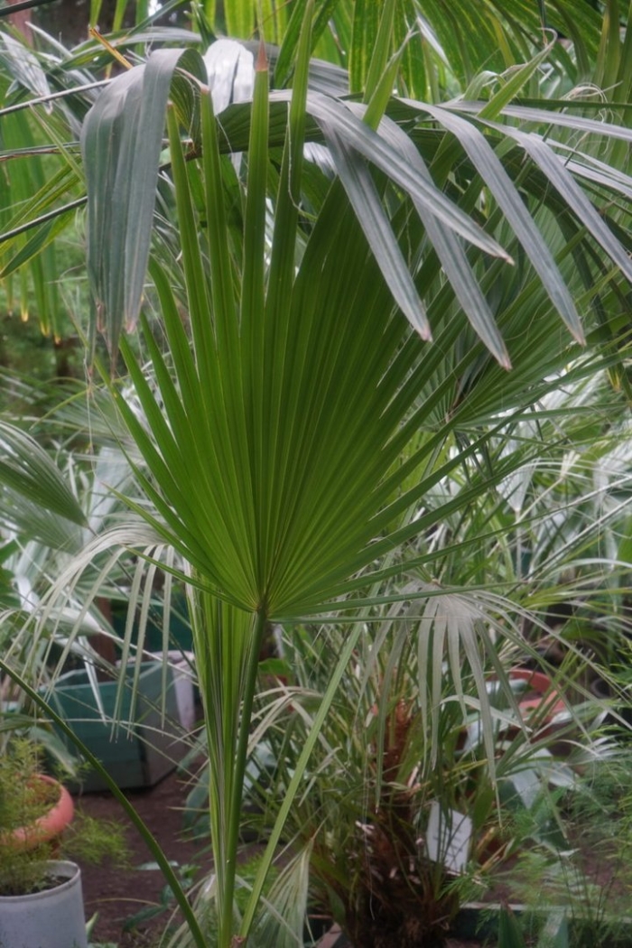 Пальма вашингтония нитеносная