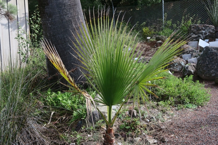 Пальма вашингтония санта барбара
