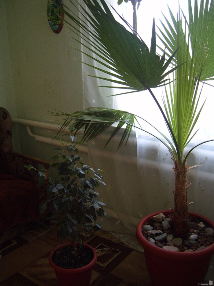 Вашингтония нитчатая