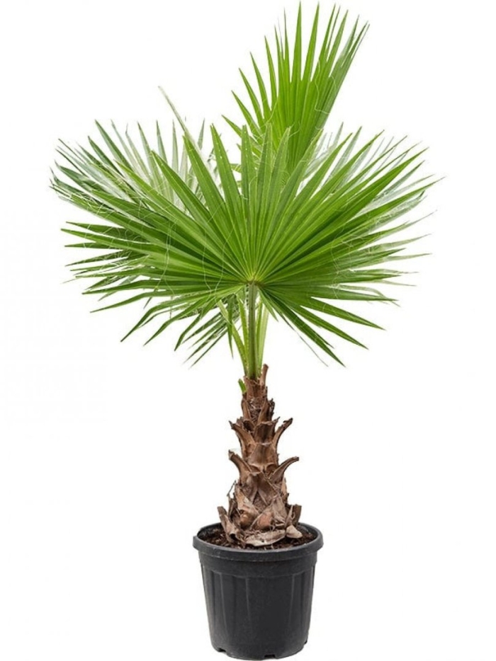 Пальма вашингтония