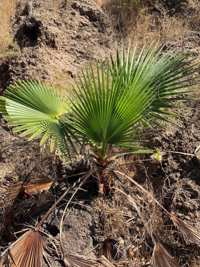 Вашингтония нитчатая