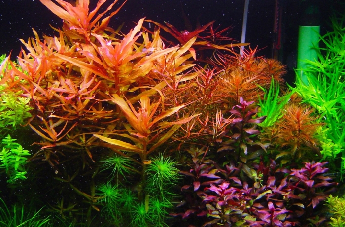 Аквариумное растение