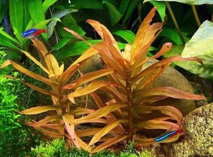 Аммания сенегальская (ammannia senegalensis