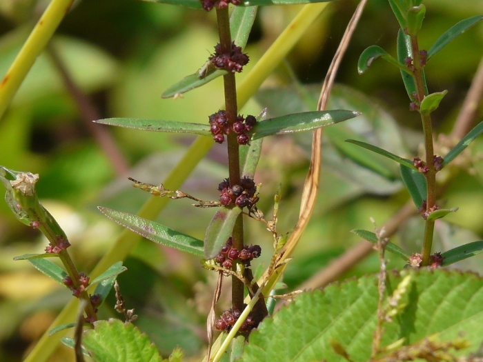 Псоралея лещинолистная
