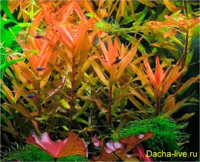 Аммания грацилис