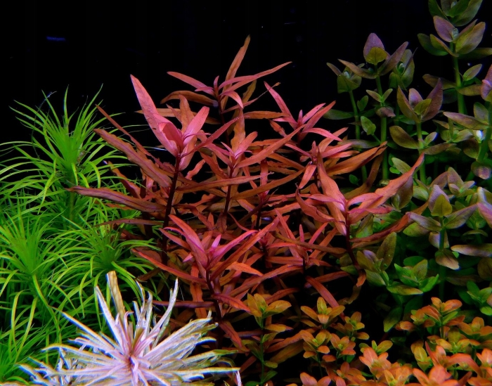 Аммания бонсай аквариумное