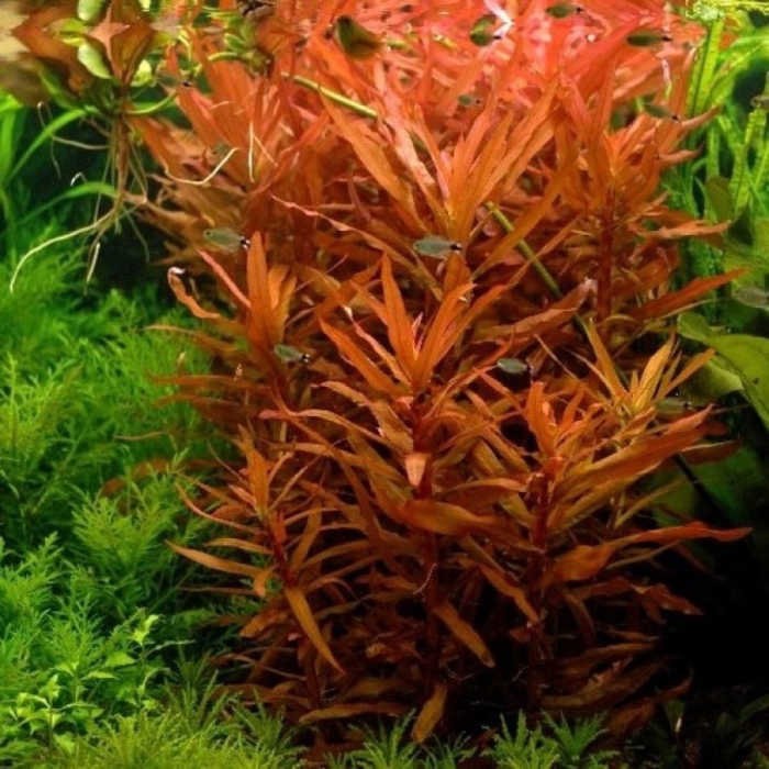 Аммания сенегальская (ammannia senegalensis