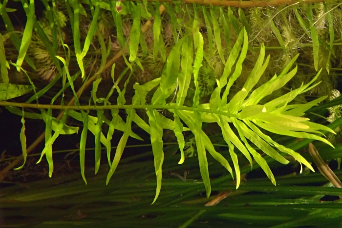 Гигрофила деморфная вайс грюн