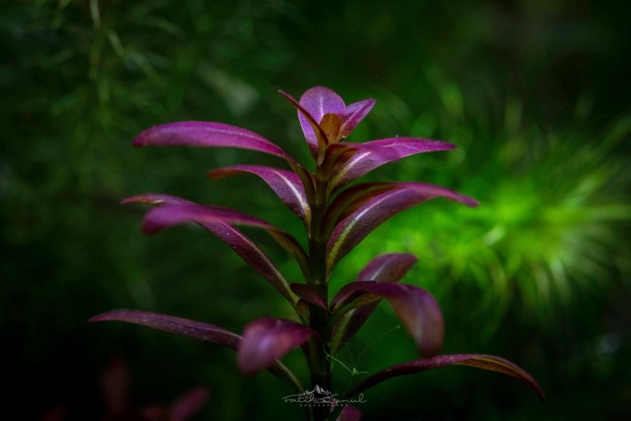 Людвигия бревипес