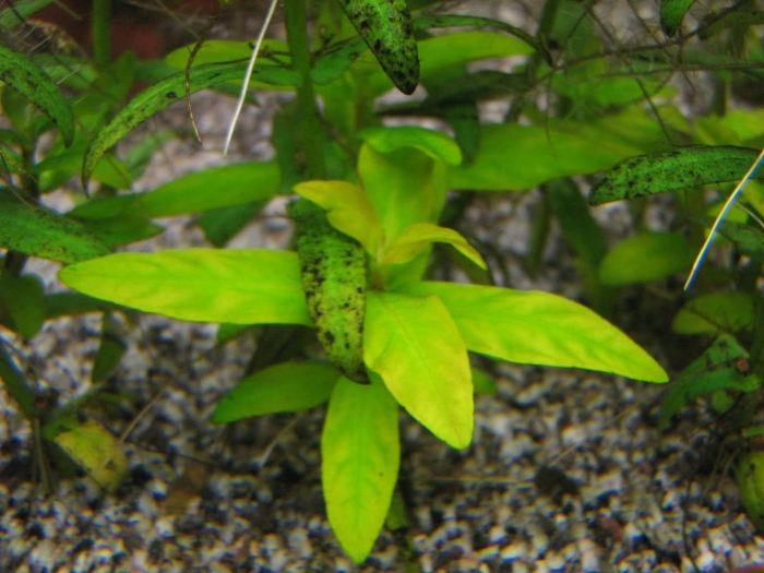 Гигрофила многосеменная аквариумное растение