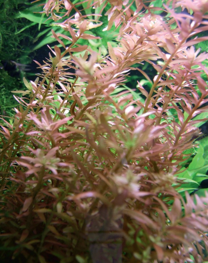 Ротала индика аквариумное растение