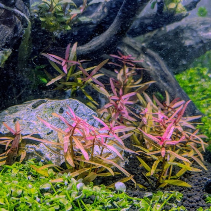 Людвигия болотная (палюстрис)