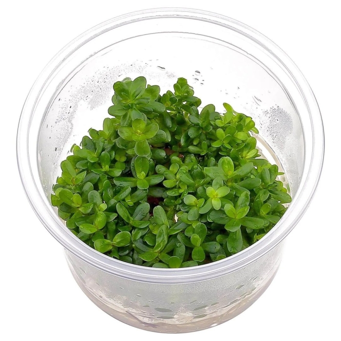 Rotala rotundifolia