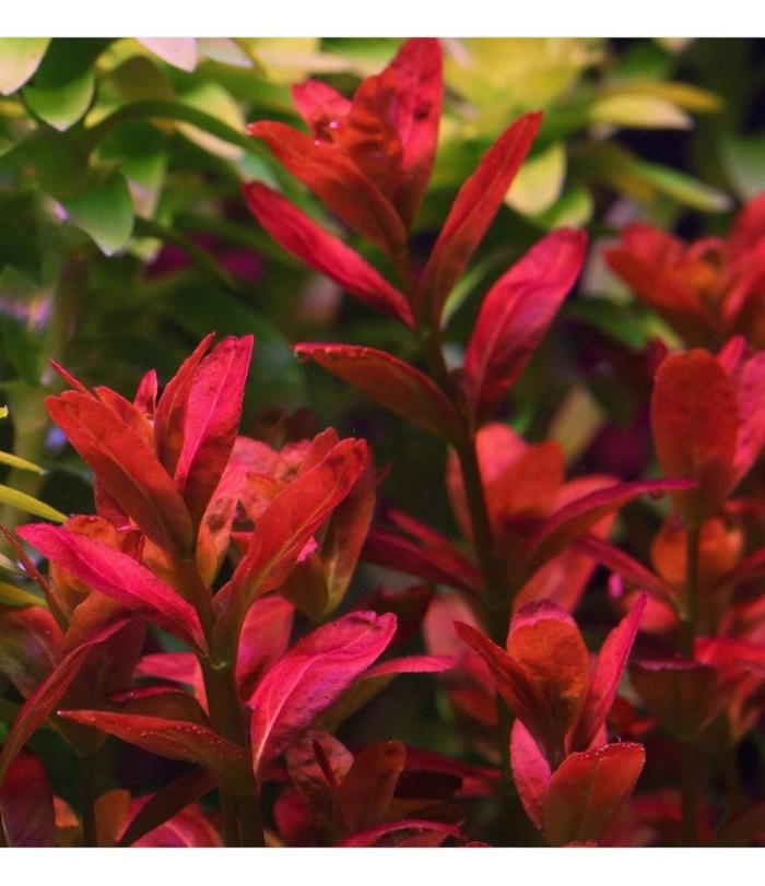 Людвигия репенс аквариумное растение