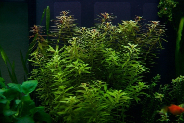 Аммания мультифлора аквариумное растение