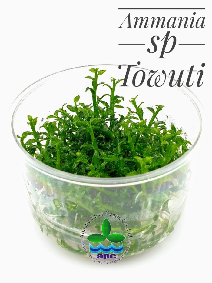 Аммания товути