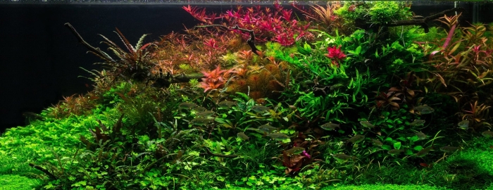 Травник аквариум акваскейп