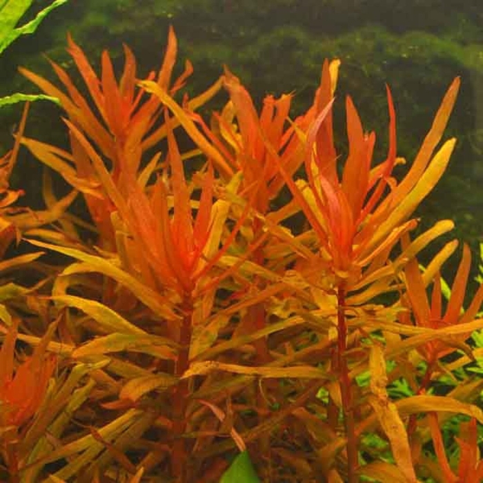 Аммания грацилис (ammannia gracilis)