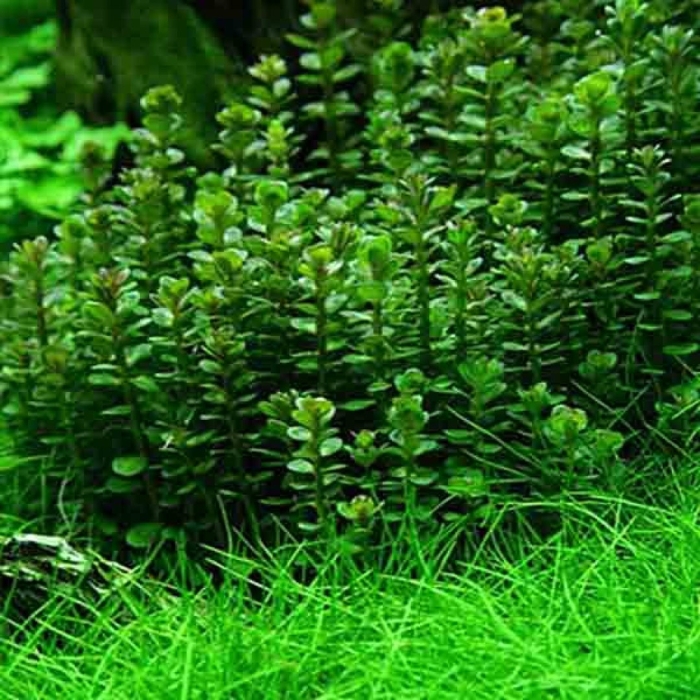 Ротала индийская