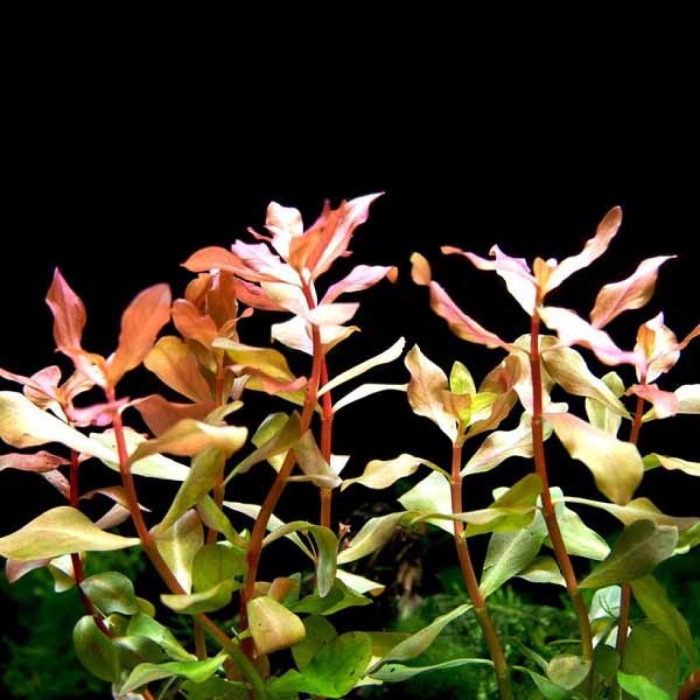 Аммания изящная грацилис