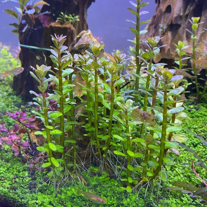 Аммания бонсай аквариумное растение