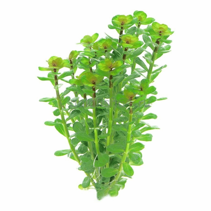 Ротала индика круглолистная