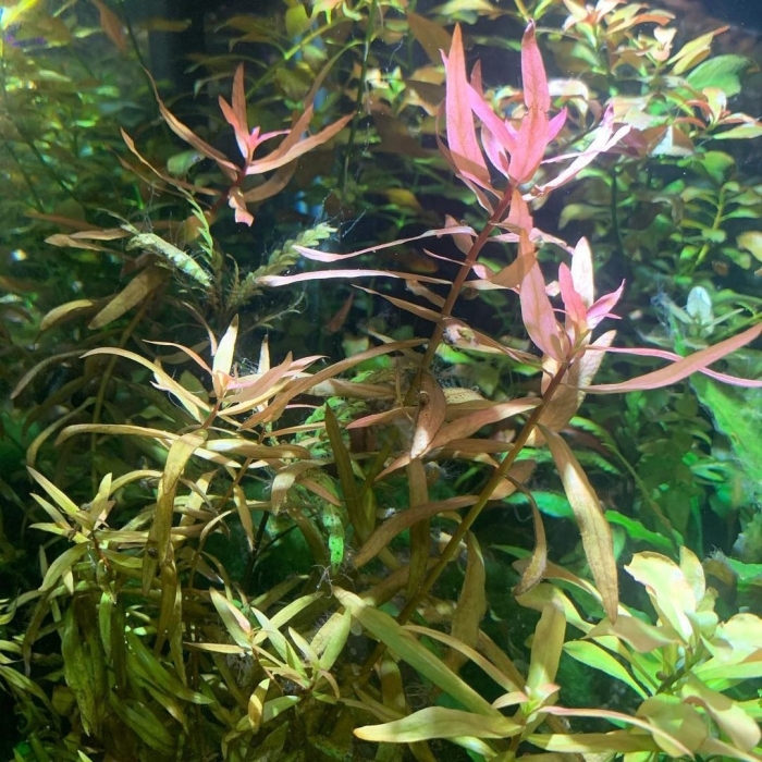 Аммания изящная грацилис