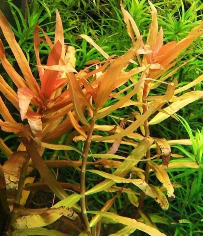 Гигрофила арагвая аквариумное растение