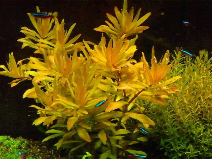 Незея педицелата