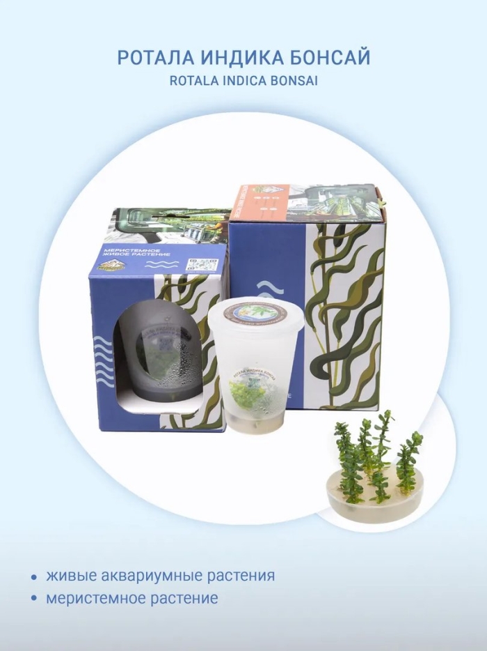 Живое растение