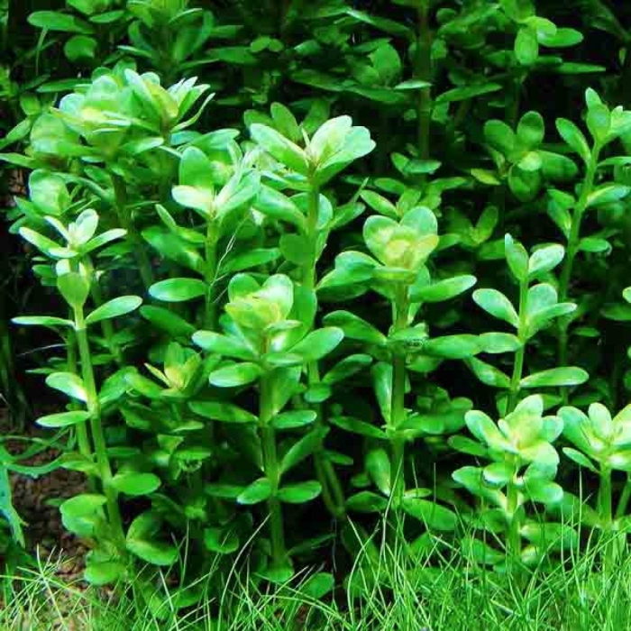 Бакопа каролинская аквариумное растение