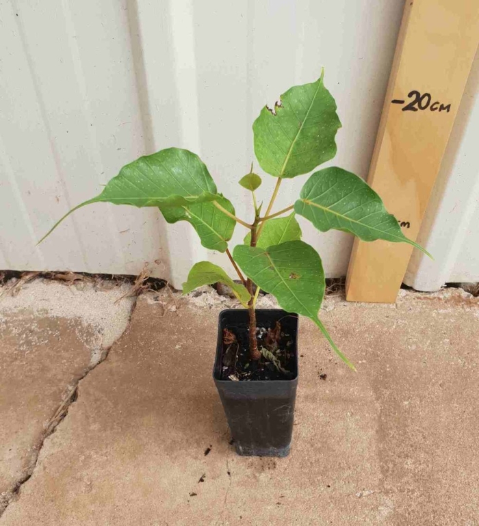 Семена фикус священный