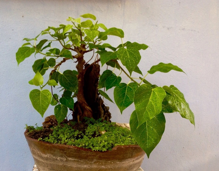 Bonsai tree