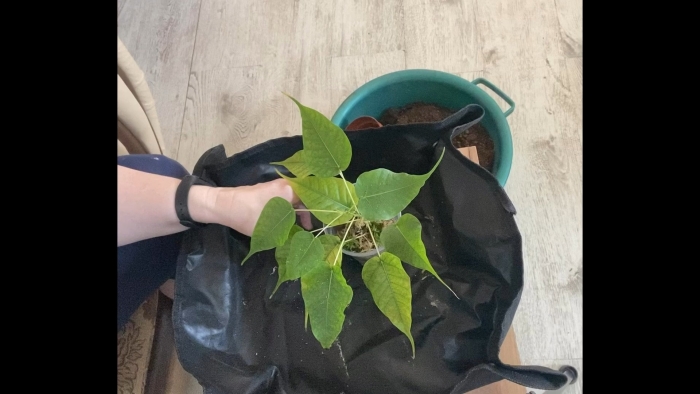 Фикус священный эдем