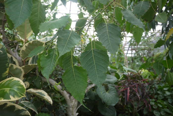 Фикус священный эдем