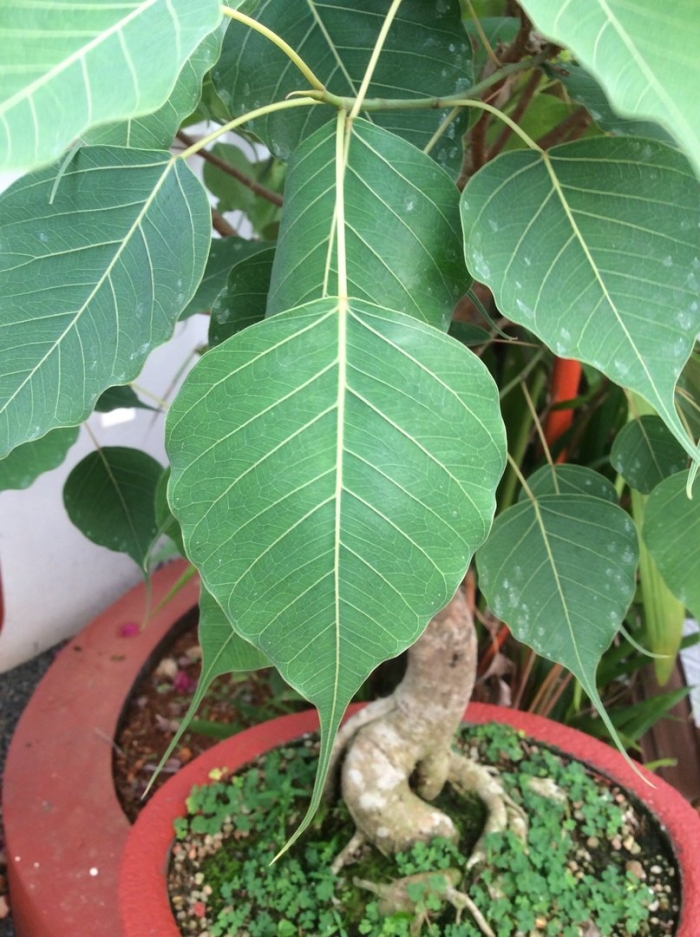 Фикус священный эдем