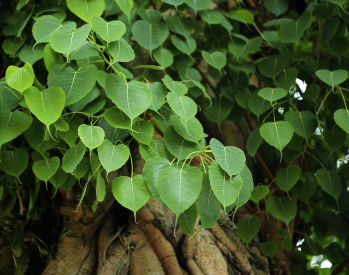 Фикус священный эдем